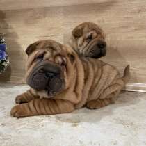 Щенки шарпея, в Краснодаре