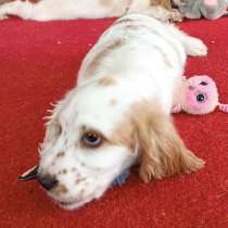 Englischer Cockerspaniel, в г.Штутгарт