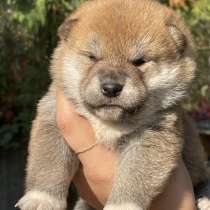 Щенки сиба, в Мытищи