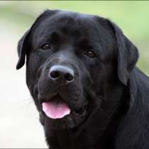 Лабрадор на совладение, в Ростове-на-Дону