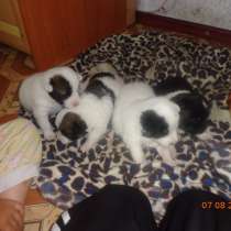 Отдам ценят в хорошие добрые любищие руки, в Южно-Сахалинске