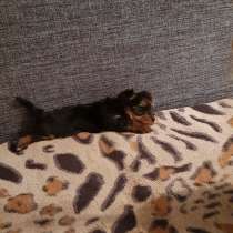 Щенок йоркширского терьера, в г.Черкассы