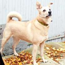 Лесси в поисках верного друга и любящего хозяина, в Санкт-Петербурге