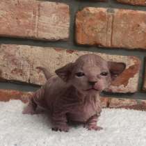 Canadian sphinx. Bambino kitten, в г.Пекин