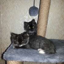 В добрые руки, в Магадане