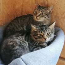Саймон и Сэм, домашние котята-подростки в добрые руки, в Москве