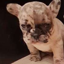 Super babes french bulldog, в г.Штутгарт