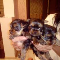 Щенки йоркширский терьер, в г.Мост