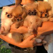 Ищут дом чистокровные щенки шпица, в г.Берлин