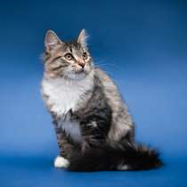 Харизматичная кошечка Соня в добрые руки, в Москве