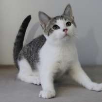 Ангельские котята, в Санкт-Петербурге