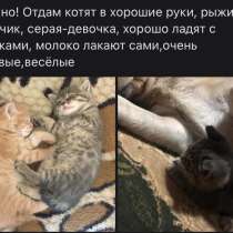 Отдам котят, в г.Зыряновск