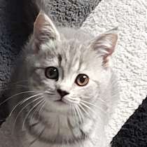 Суперклассные котята, в г.Хайфа