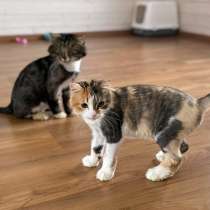 Неразлучные друзья Фил и Ханна ищут дом Один дом на двоих, в Санкт-Петербурге