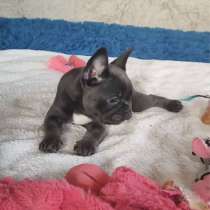 Щенки Французского Бульдога, в Новосибирске