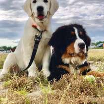 Собаки для фотосессии, в Егорьевске