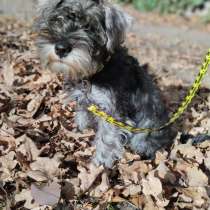Цвергшнауцер, девочка, в г.Тирасполь