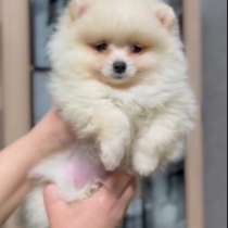 Померанский шпиц, в г.Мюнхен