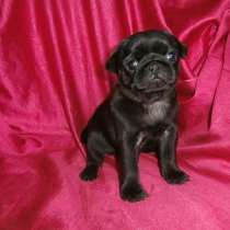 Щенки мопса с документами РКФ для резерва, в Новосибирске