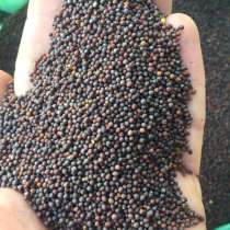 Горчица черная (Brassica nigra), в г.Харьков