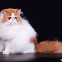 ❤️Шикарные котята ищут родителей❤️, в Москве