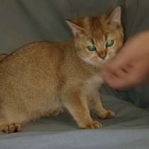 Скоттиш страйт. Золотая шиншилла, в г.Monsheim