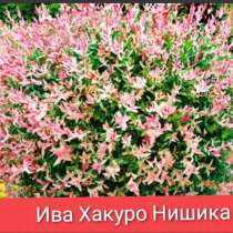Розовая Ива Хакуро Нишики кустовая и др. сорта, в Краснодаре