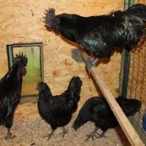 Куры ухайилюй аям цемани, синь синь динь, инк. яйцо, в Солнечногорске