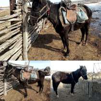 Продам молодую кобылку, в г.Павлодар