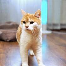 Всю жизнь в клетке. Кошечка Изабелла ищет доброе сердце, в Москве