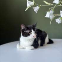 Котенок Лара в дар!, в г.Минск