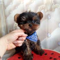 Милый мальчик йорк, в Москве