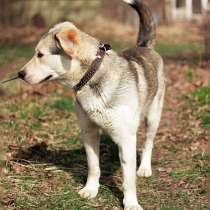 Ваш самый верный друг, молодой пес Саныч в добрые руки, в Москве