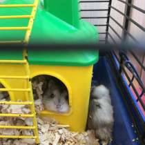 Хомячек Джунгарский, в г.Одесса