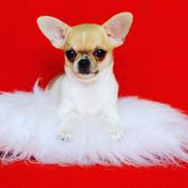 Девочка чихуахуа, в г.Днепропетровск