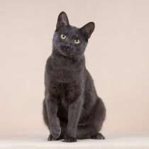 Кот красавец в добрые руки, в Мытищи