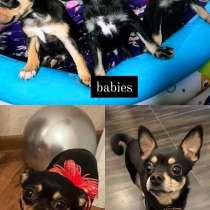 Чистокровные щенки той-терьера, в г.Тбилиси