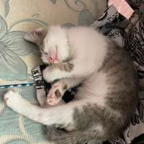 Отдам котенка бесплатно, в г.Усть-Каменогорск
