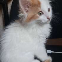 Отдам котенка в добрые руки, в Волгограде
