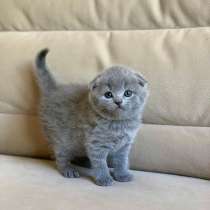 Шикарные шотландские котята, в г.Украинка