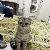 Шотландская вислоухая, в г.Астана