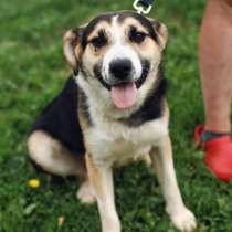 Дарвин. Собака-улыбака из приюта, в Москве