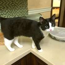 Очаровательная девочка-кошечка из хорошей семьи в дар, в Санкт-Петербурге
