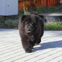 Щенки Чау-чау, в Москве
