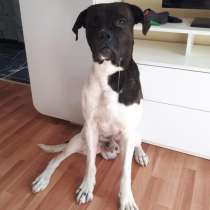 Чистокровный американский бульдог в хорошие руки, в Санкт-Петербурге