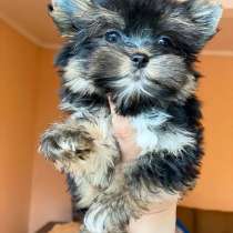 Yorkshire Terrier, в г.Париж