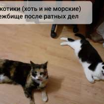 Кошка, в г.Орша