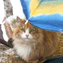 Красивая ласковая кошечка, в Санкт-Петербурге
