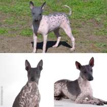 Американский Голый Терьер, в Краснодаре