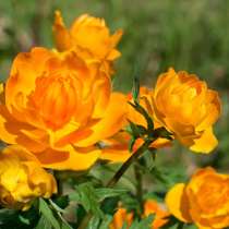 Сибирская купальница азиатская, в Томске